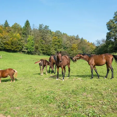 Zynga - Stud Farm Daire