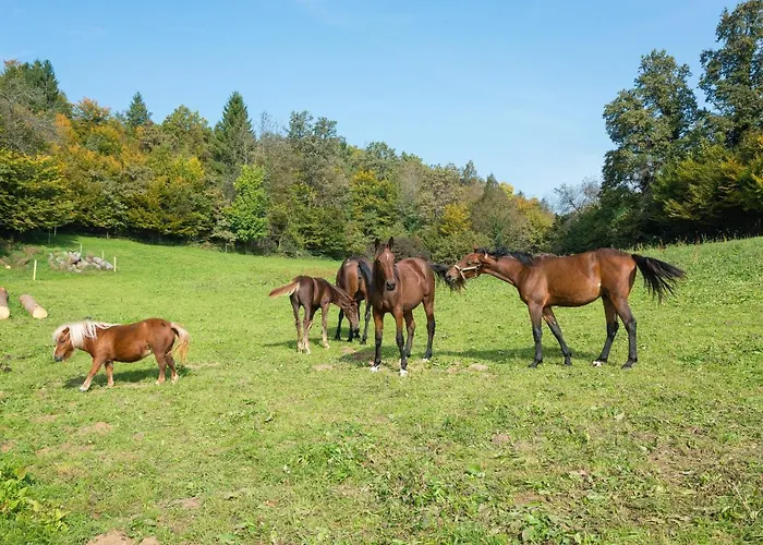 Zynga - Stud Farm Apartman